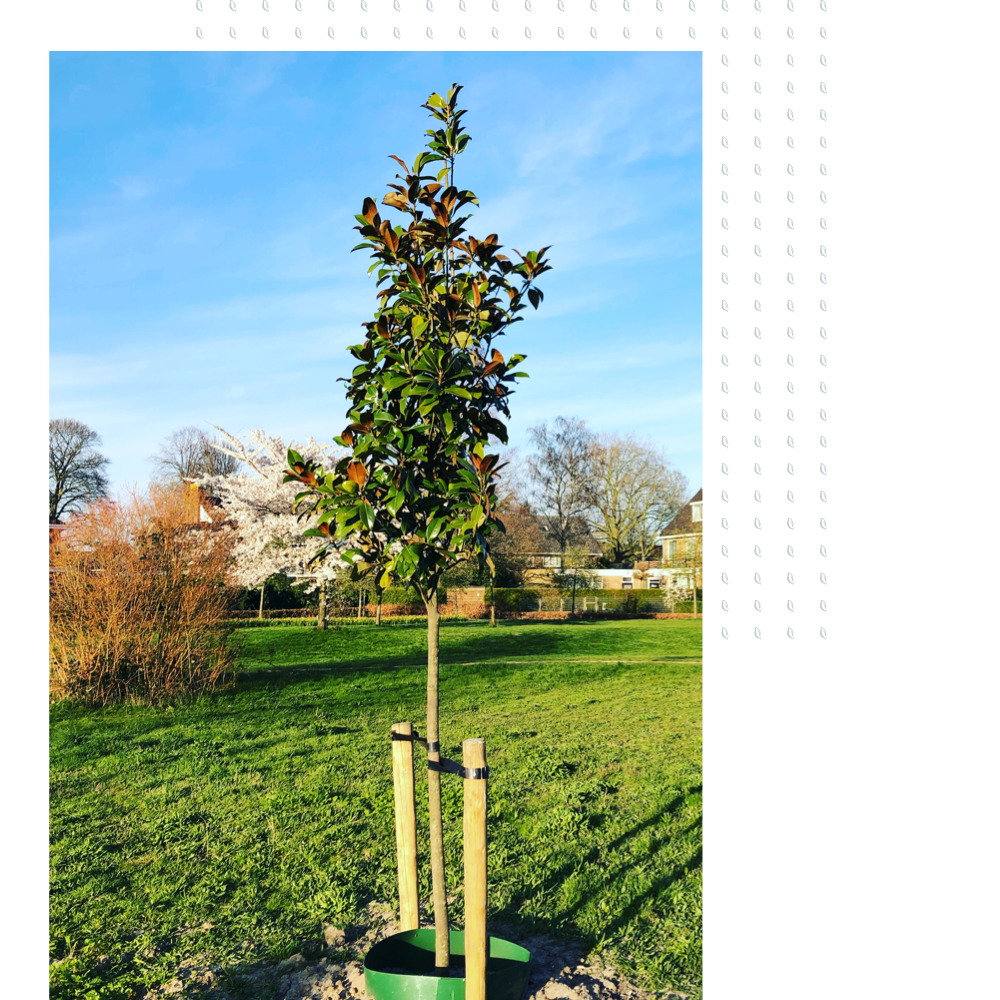 Jonge boom aanplant