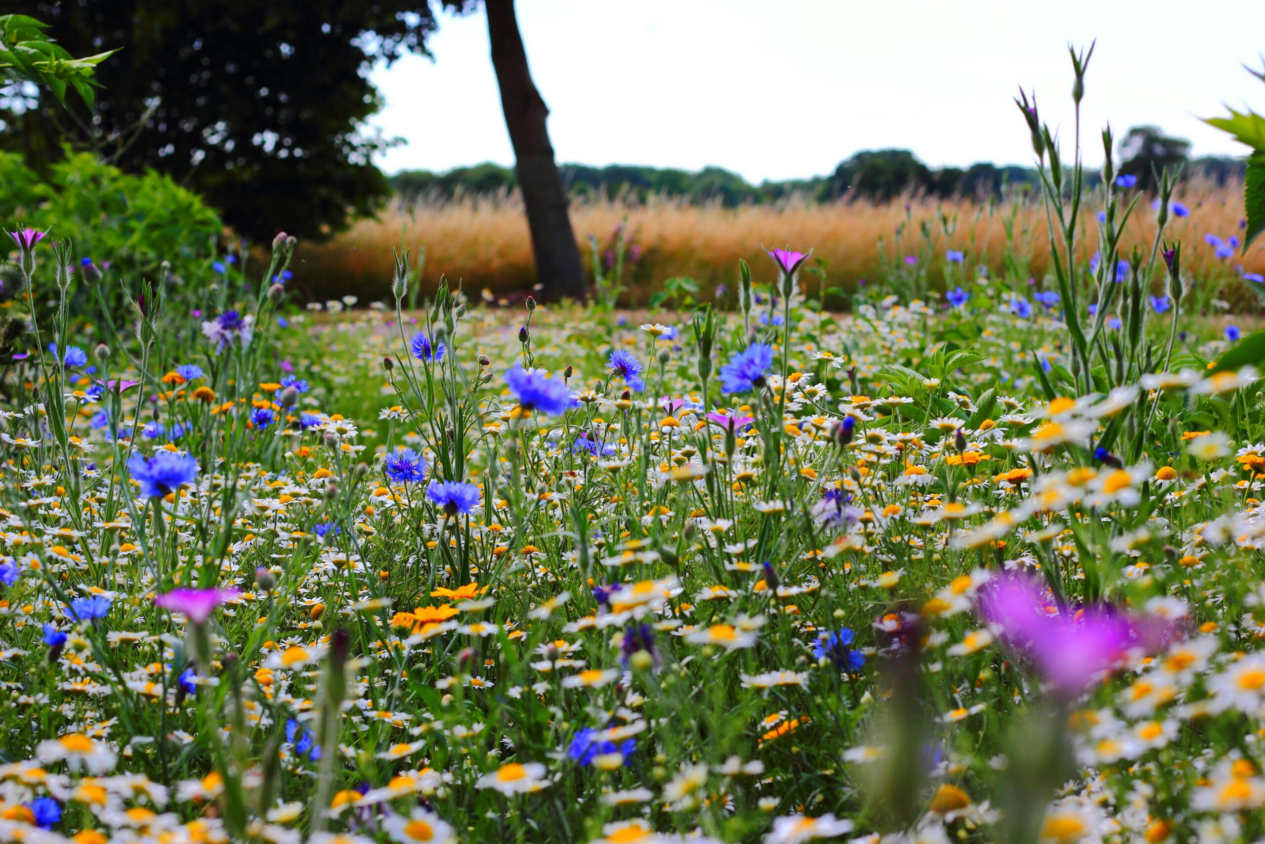 biodiversiteit-wilde bloemen