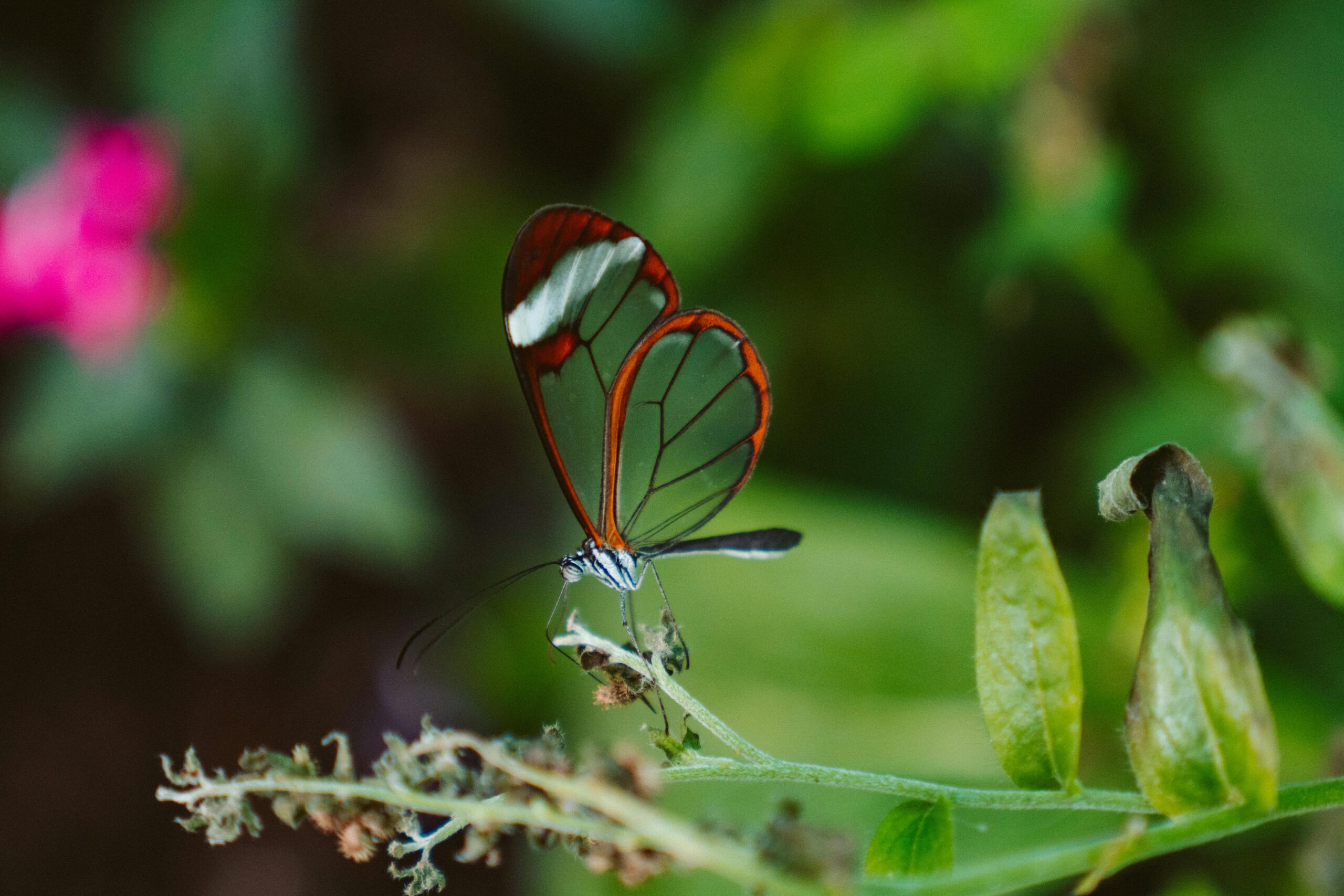 biodiversiteit